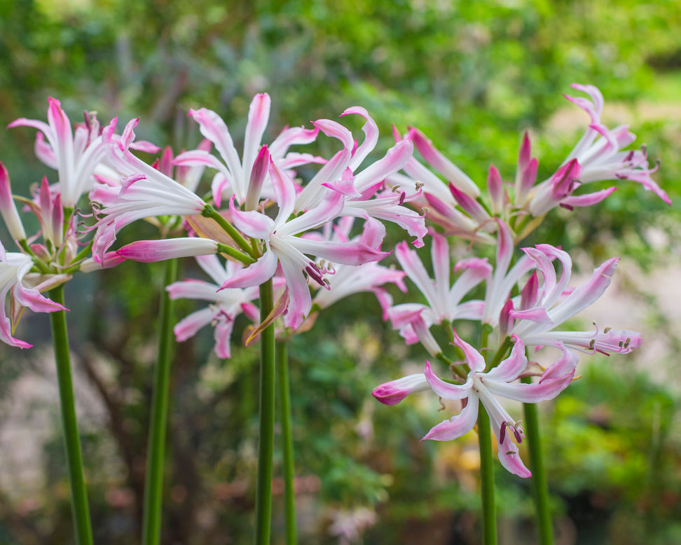 Nerine 'Lipstick'