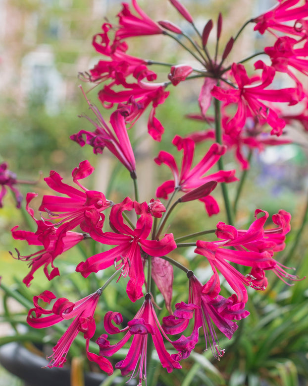 Nerine 'Mr John'