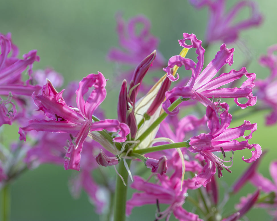 Nerine 'Isabel'