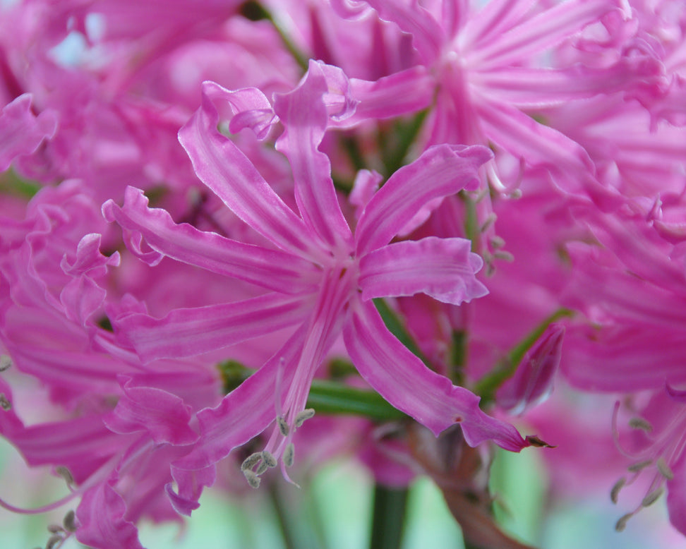 Nerine 'Isabel'