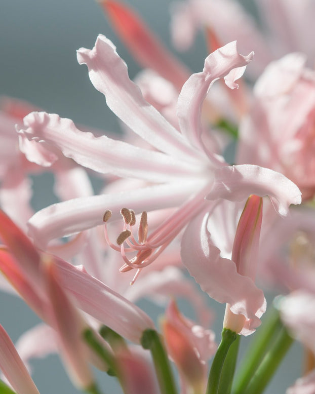 Nerine 'Vesta'