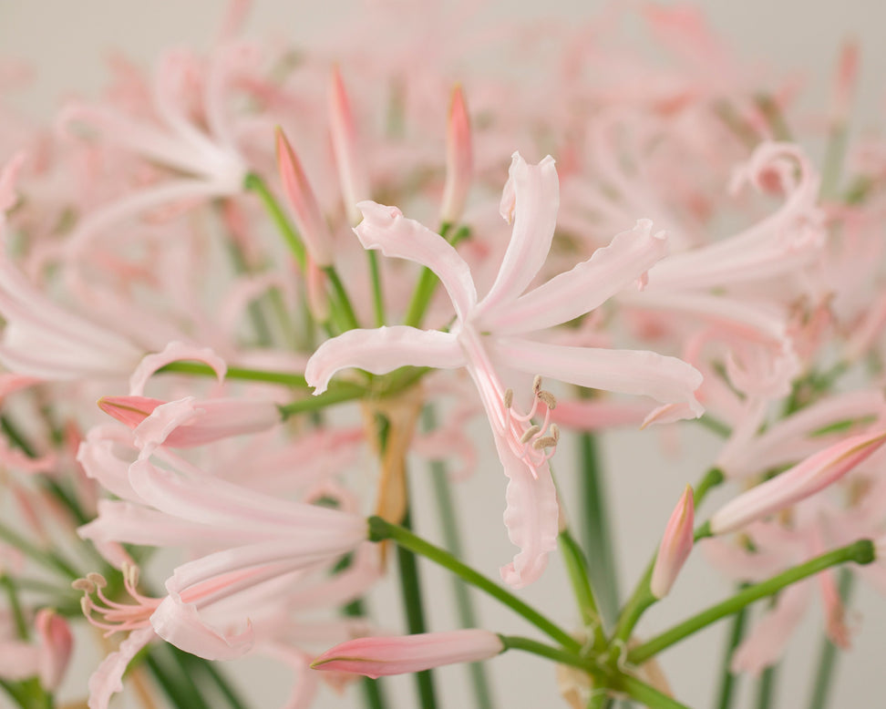 Nerine 'Vesta'