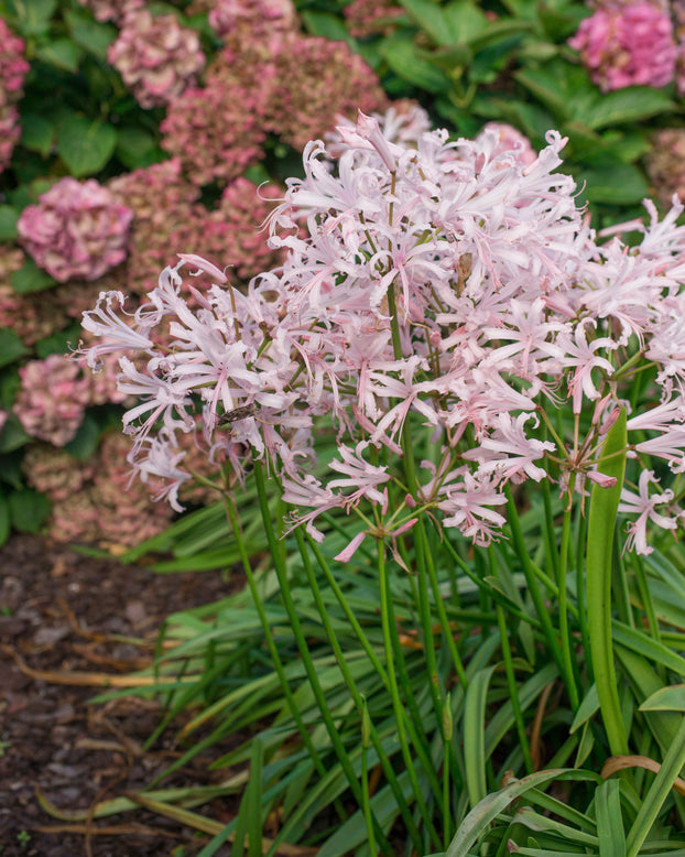 Nerine 'Vesta'
