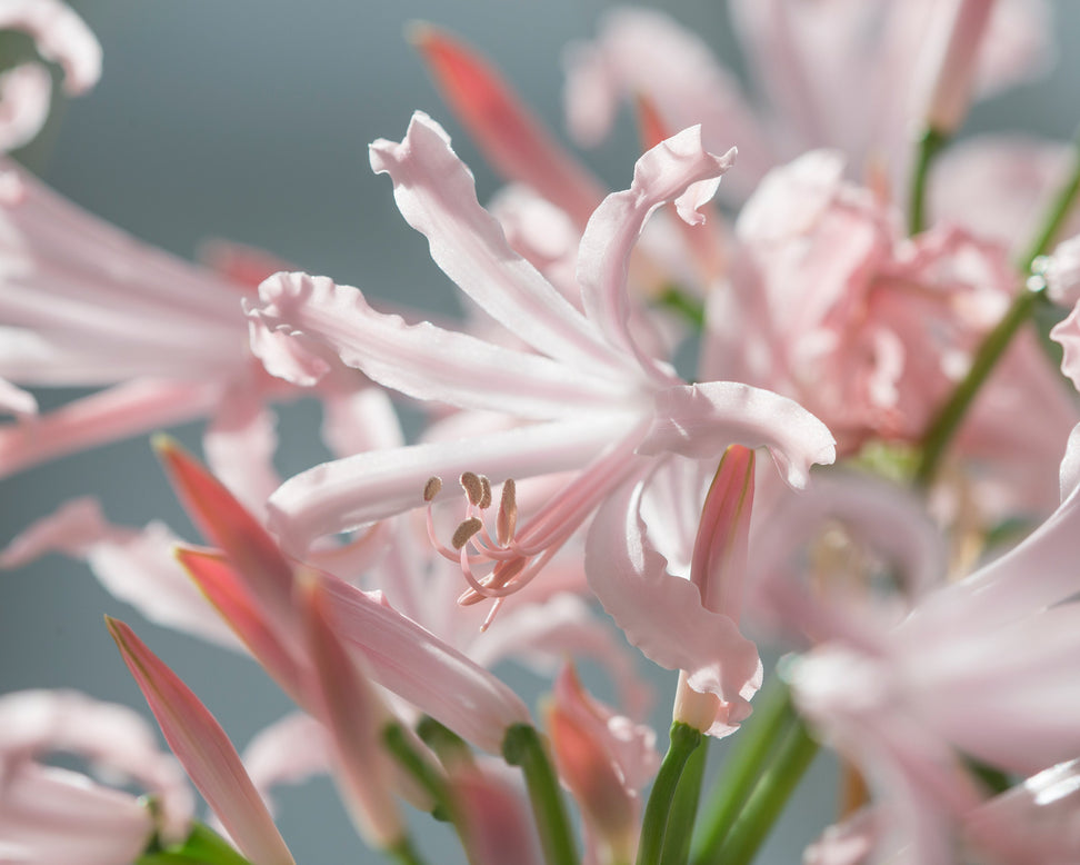 Nerine 'Vesta'