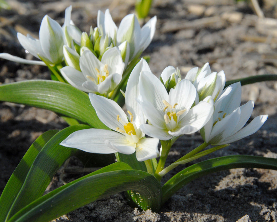 Ornithogalum oligophyllum