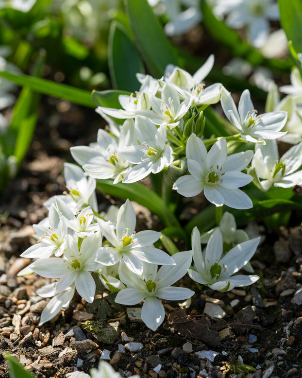 Ornithogalum oligophyllum