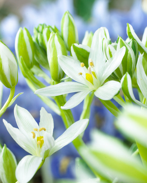 Ornithogalum oligophyllum