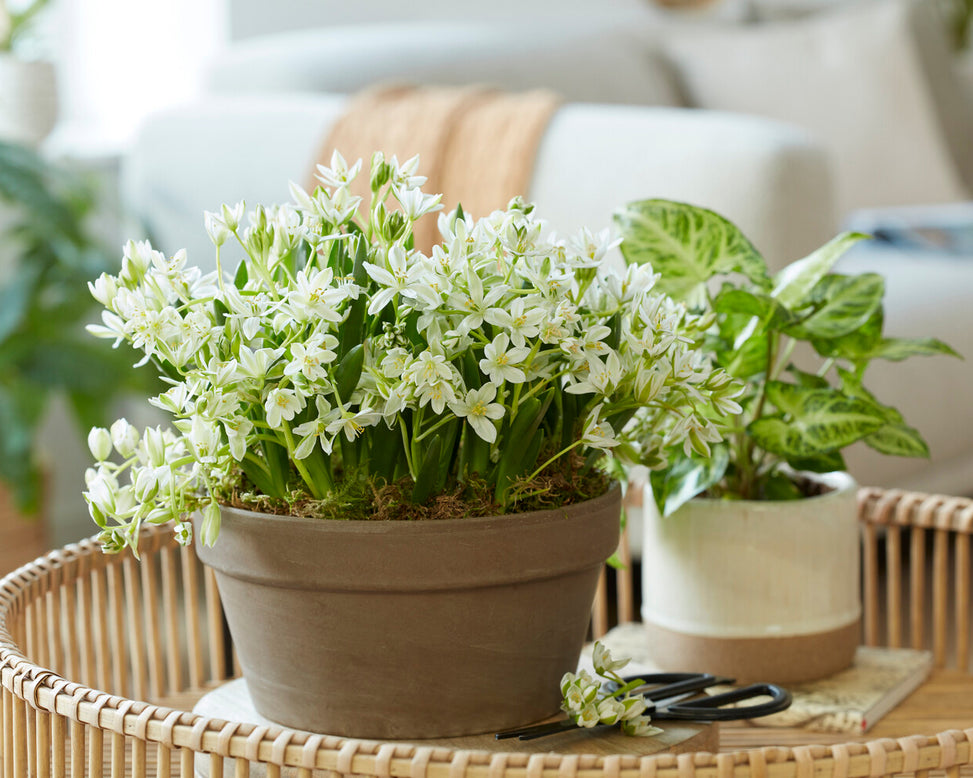 Ornithogalum oligophyllum