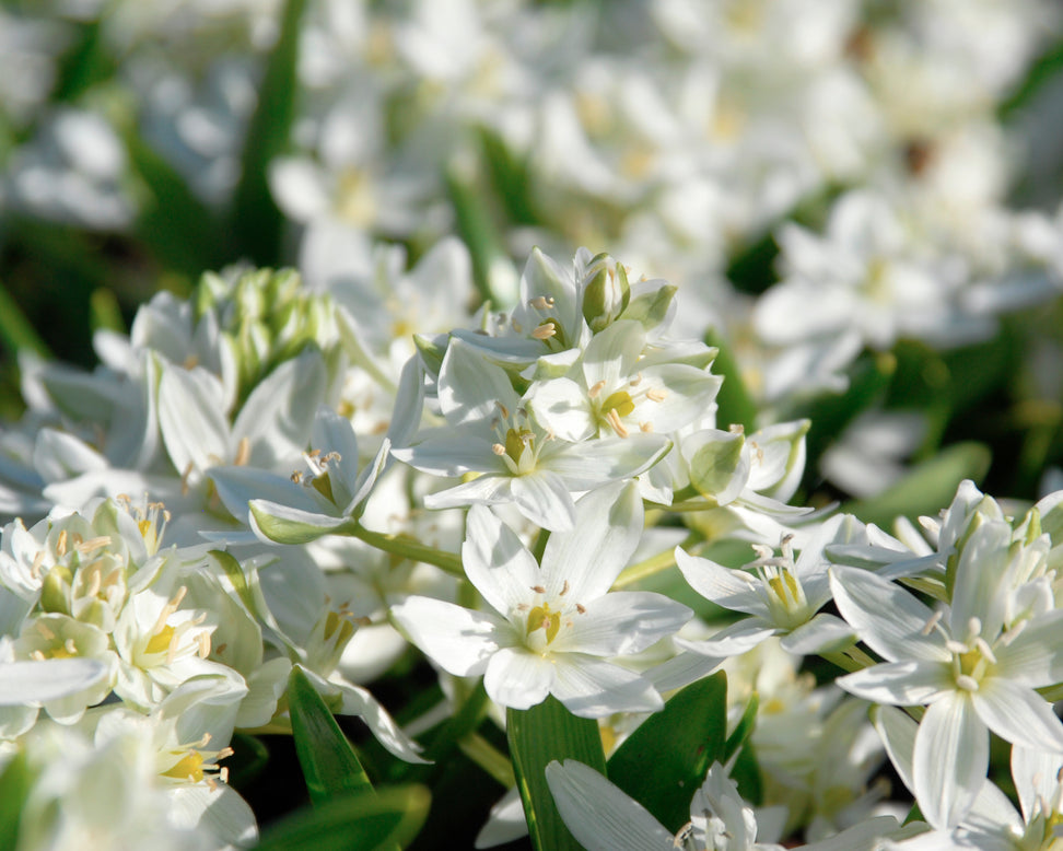 Ornithogalum oligophyllum