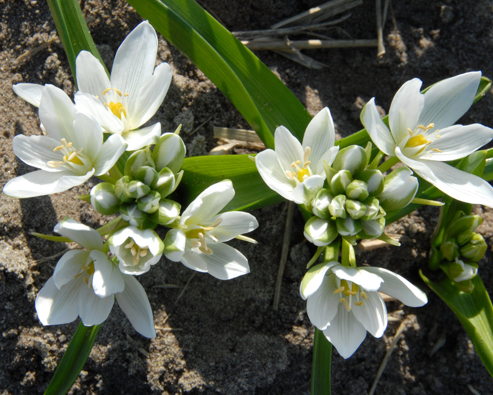 Ornithogalum oligophyllum