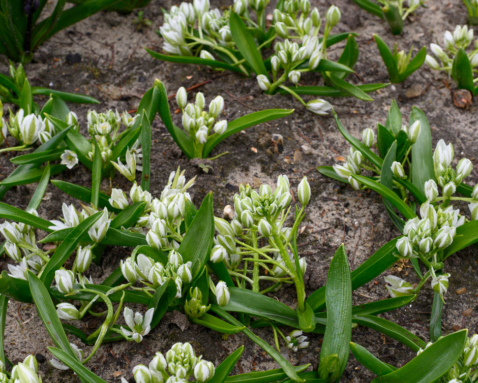 Ornithogalum oligophyllum