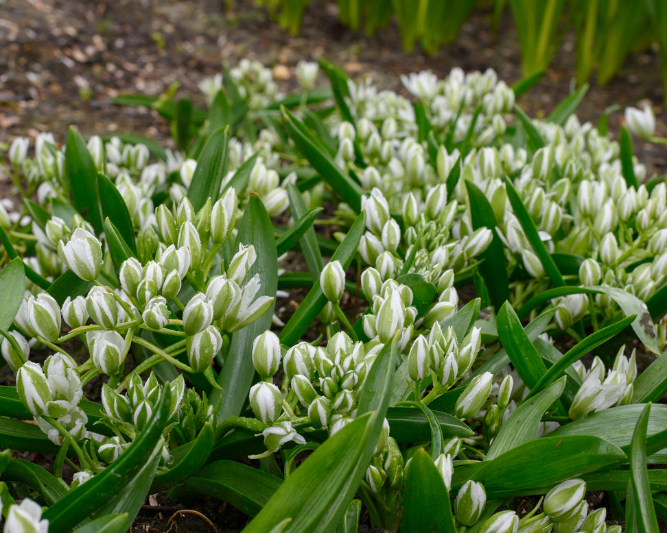 Ornithogalum oligophyllum