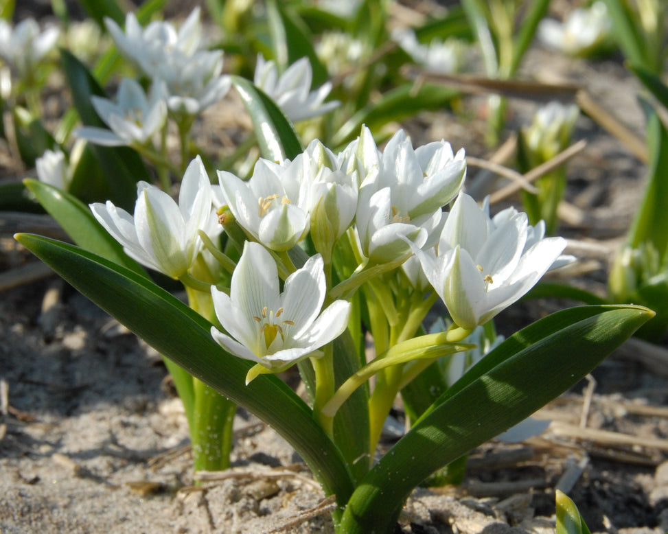 Ornithogalum oligophyllum