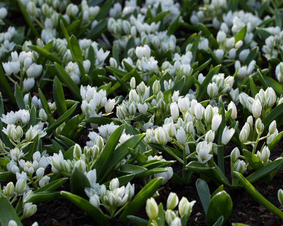 Ornithogalum oligophyllum