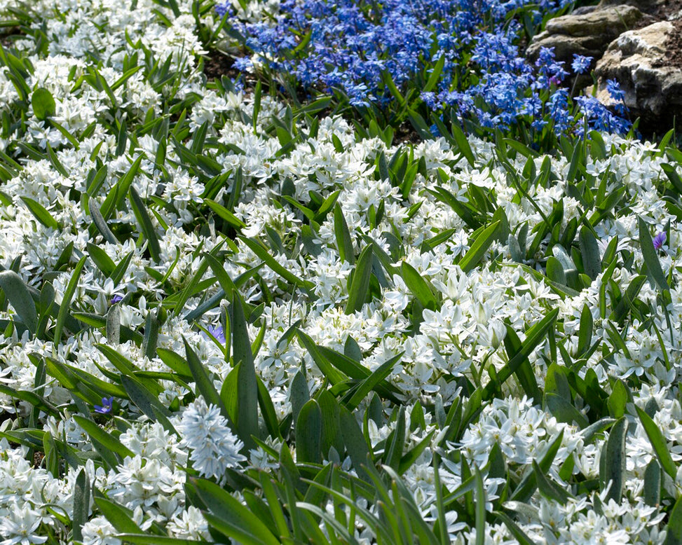 Ornithogalum oligophyllum
