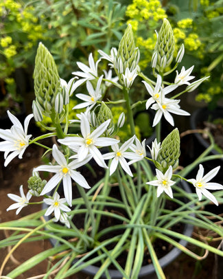 Ornithogalum 'Sochi' Ornithogalum 'Sochi'