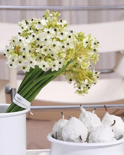 Ornithogalum saundersiae