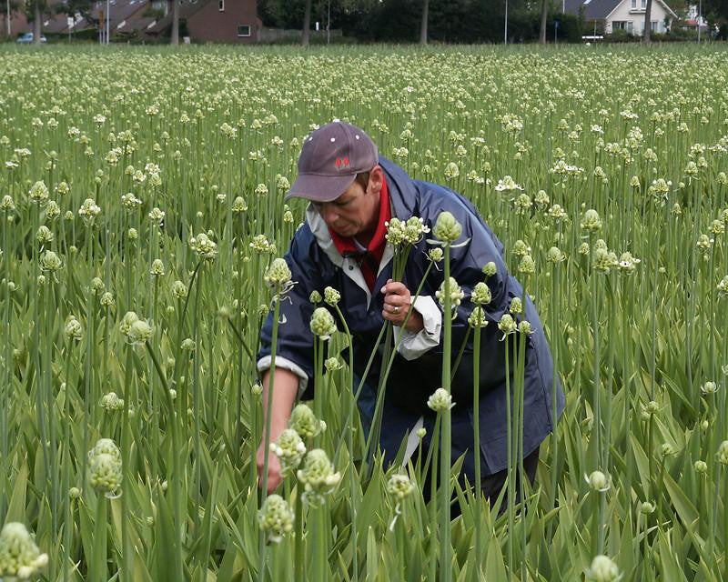 Ornithogalum saundersiae