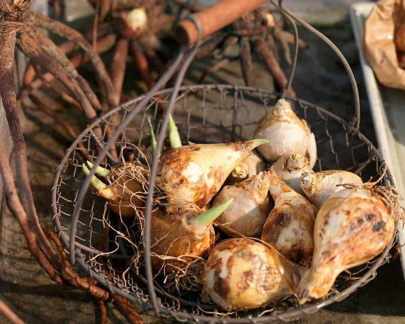 Ornithogalum saundersiae