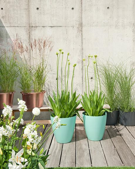 Ornithogalum saundersiae