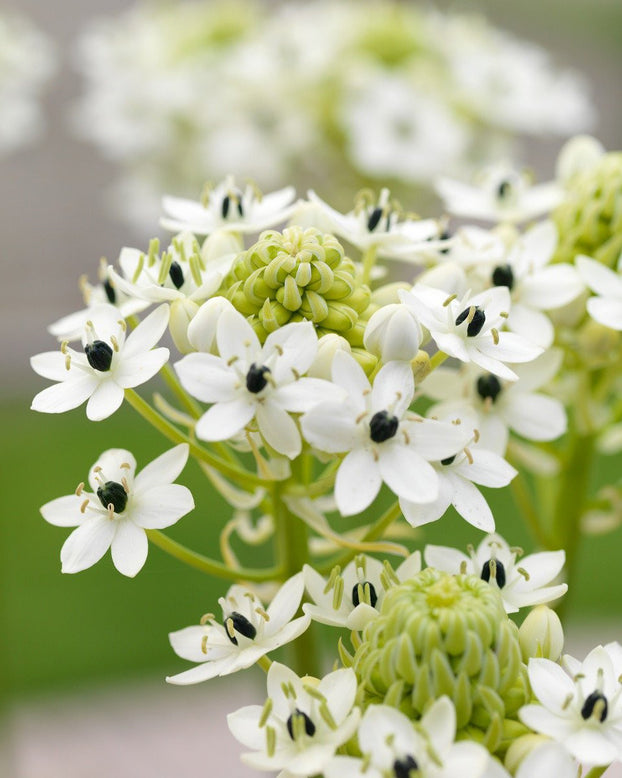 Ornithogalum saundersiae