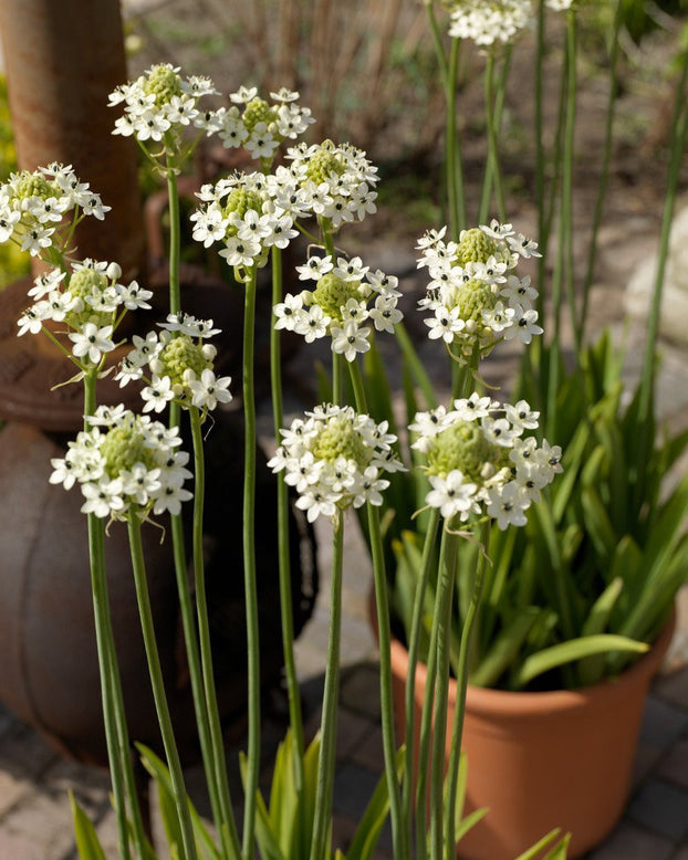 Ornithogalum saundersiae