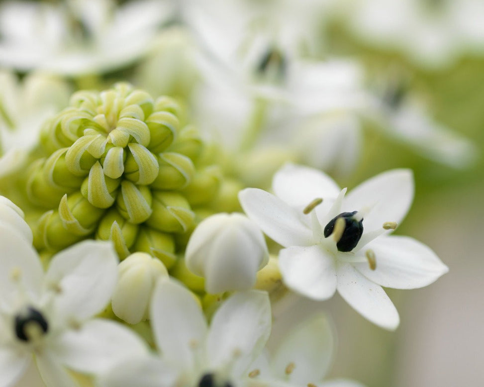 Ornithogalum saundersiae
