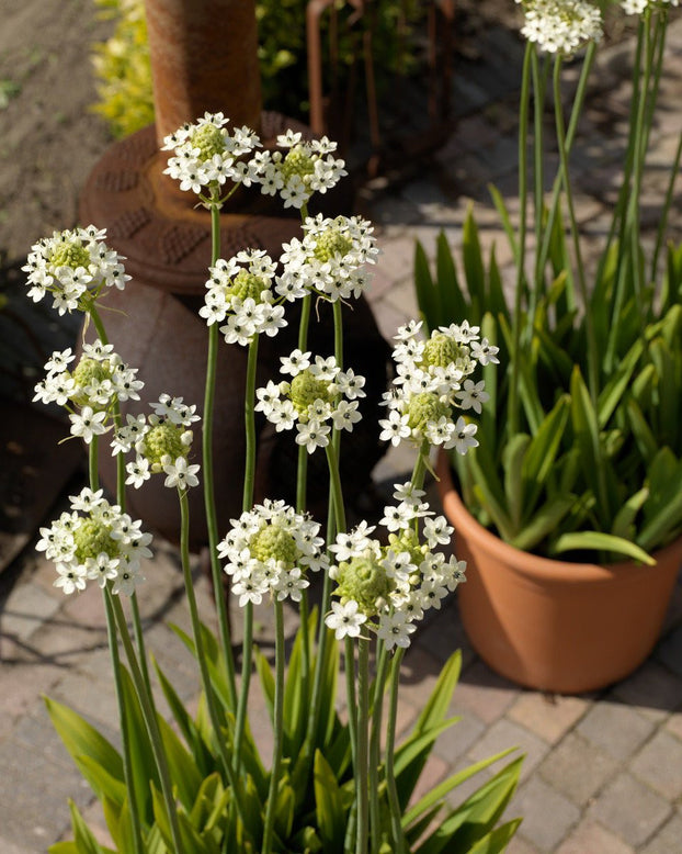 Ornithogalum saundersiae
