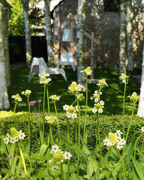 Ornithogalum saundersiae