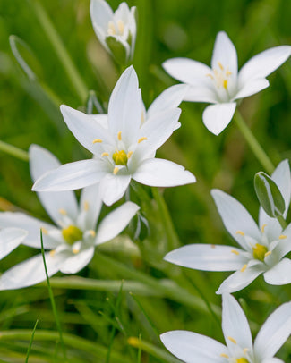 Ornithogalum umbellatum Ornithogalum umbellatum