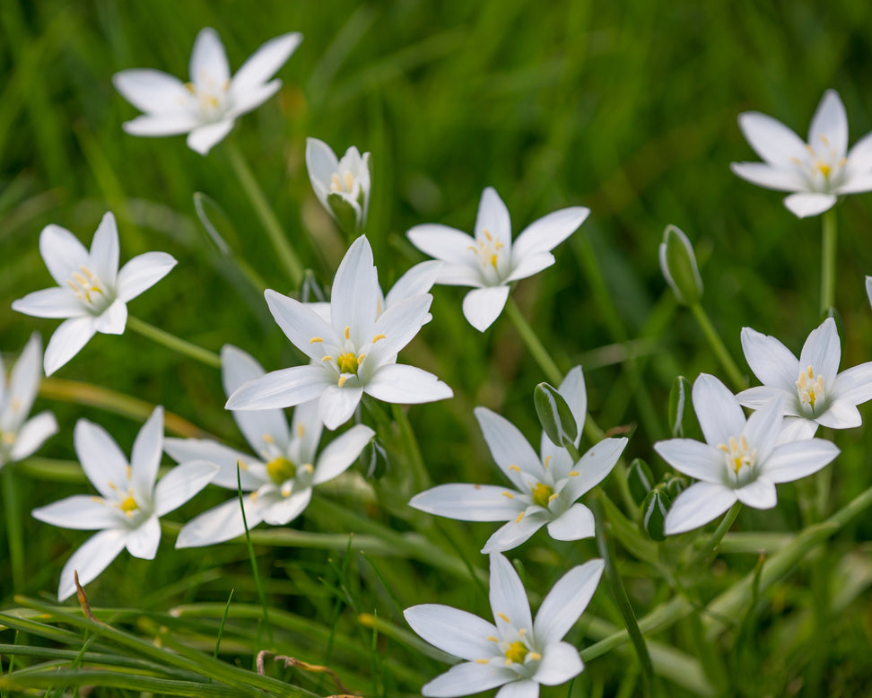 Ornithogalum umbellatum