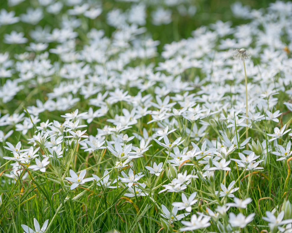 Ornithogalum umbellatum