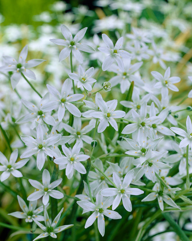 Ornithogalum umbellatum
