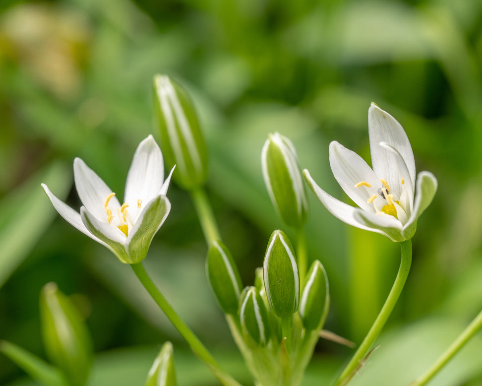 Ornithogalum umbellatum