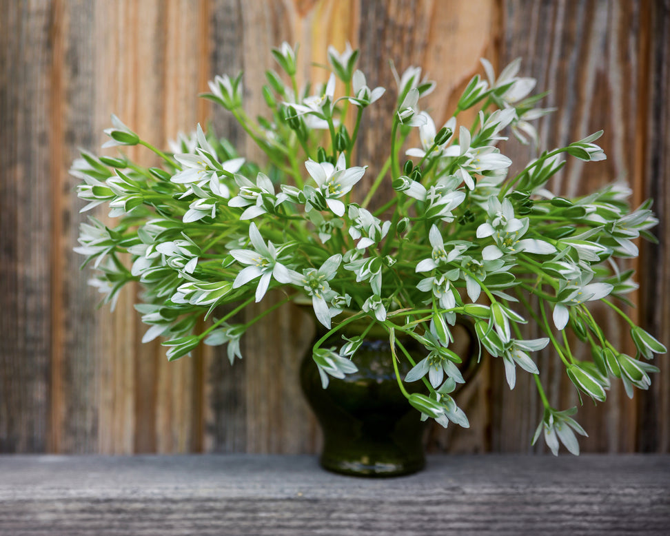 Ornithogalum umbellatum