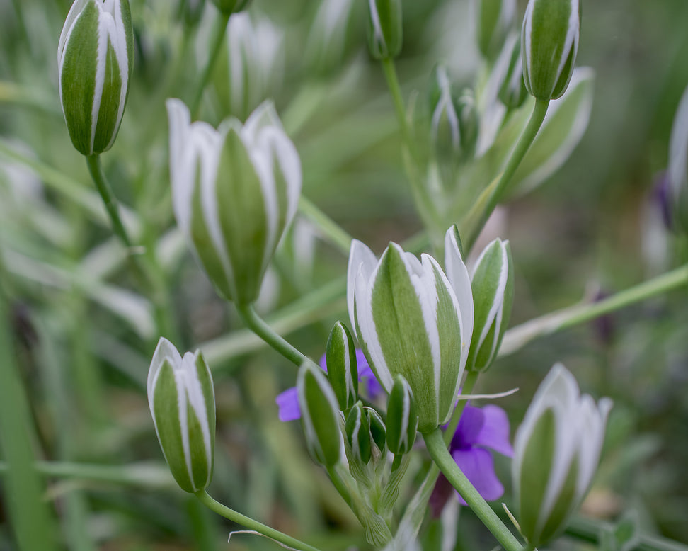 Ornithogalum umbellatum