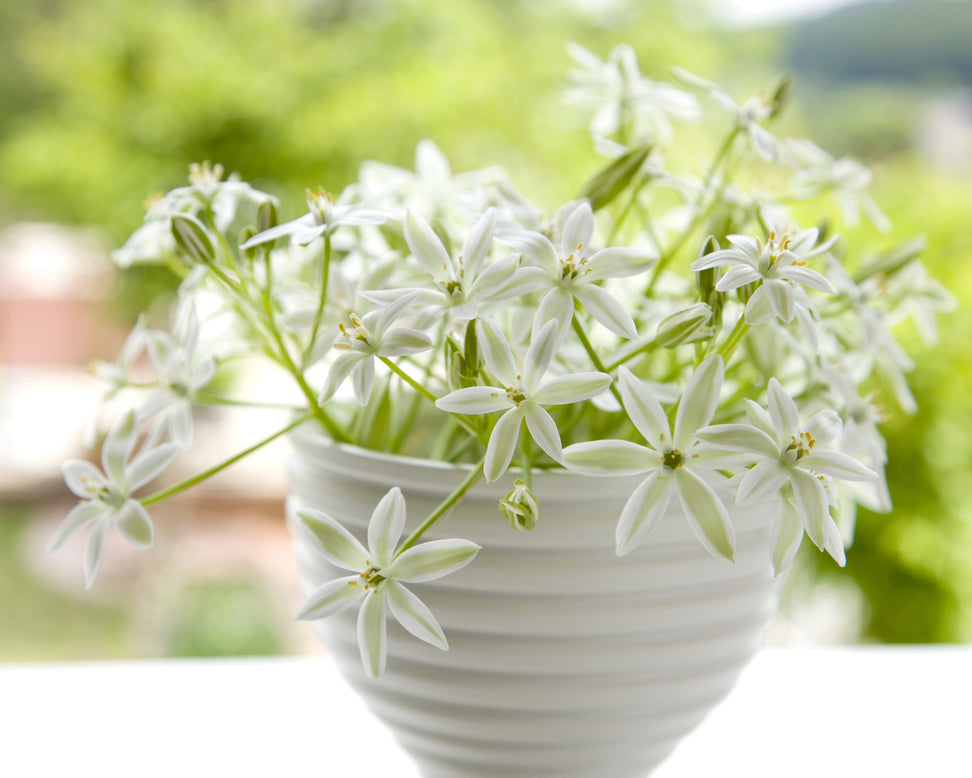 Ornithogalum umbellatum