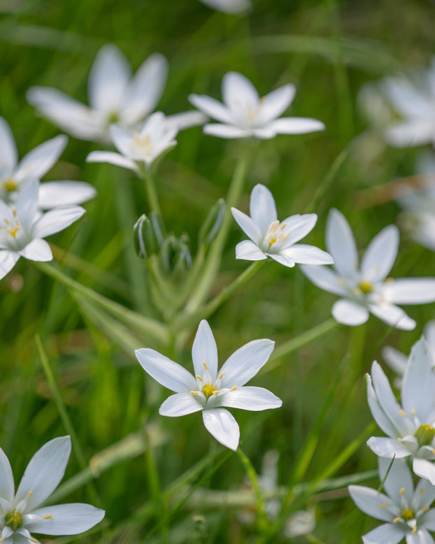 Ornithogalum umbellatum