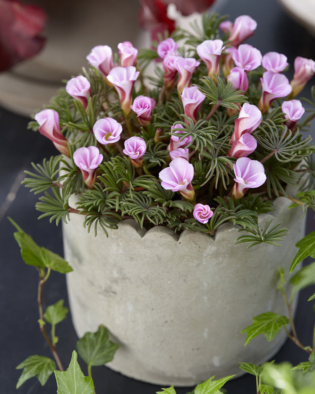 Oxalis 'Autumn Pink'
