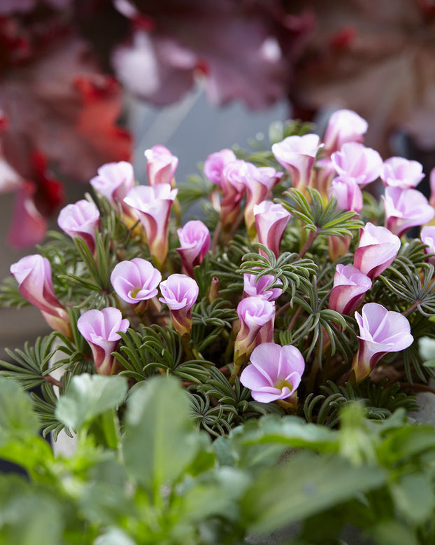 Oxalis 'Autumn Pink'