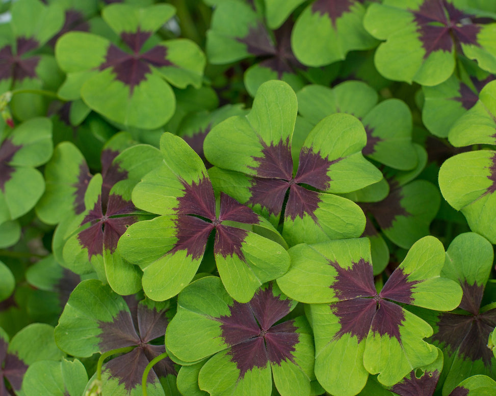 Oxalis 'Iron Cross'
