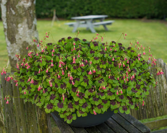 Oxalis 'Iron Cross' Oxalis 'Iron Cross'