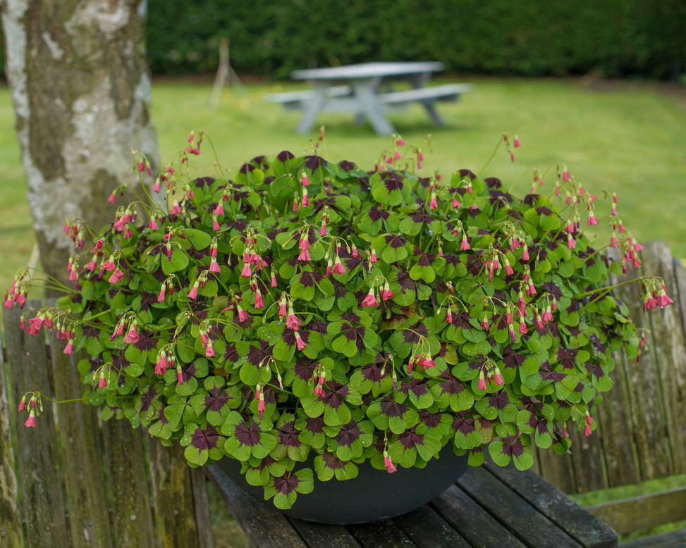 Oxalis 'Iron Cross'