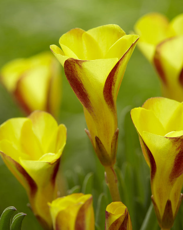 Oxalis 'Golden Cape'