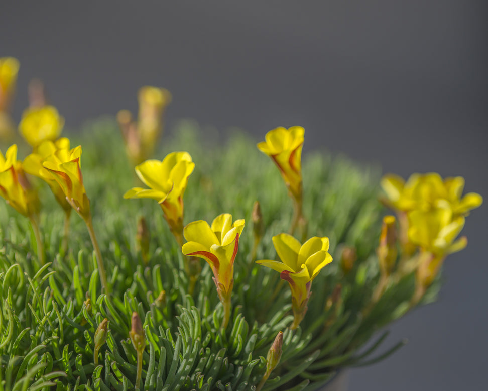 Oxalis 'Golden Cape'