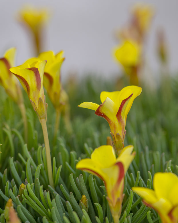 Oxalis 'Golden Cape'