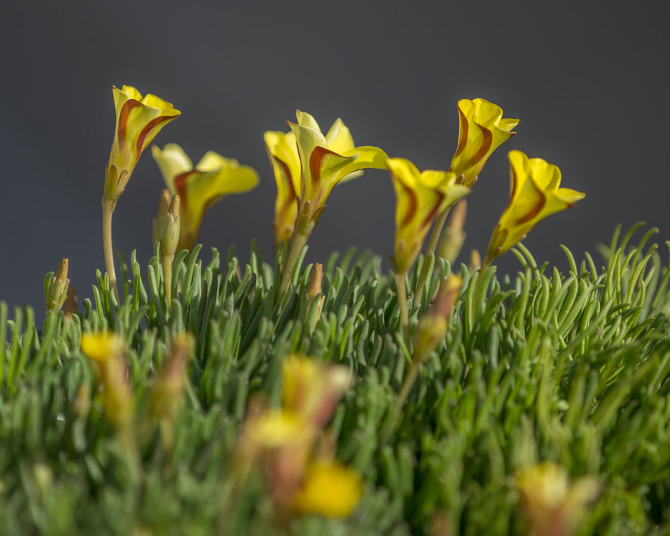 Oxalis 'Golden Cape'