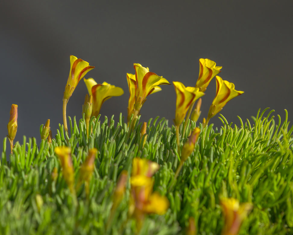 Oxalis 'Golden Cape'