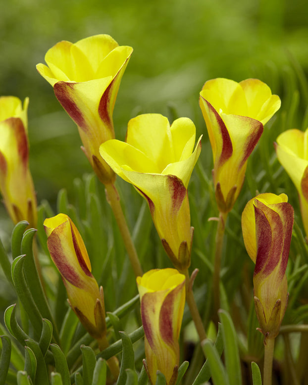 Oxalis 'Golden Cape'