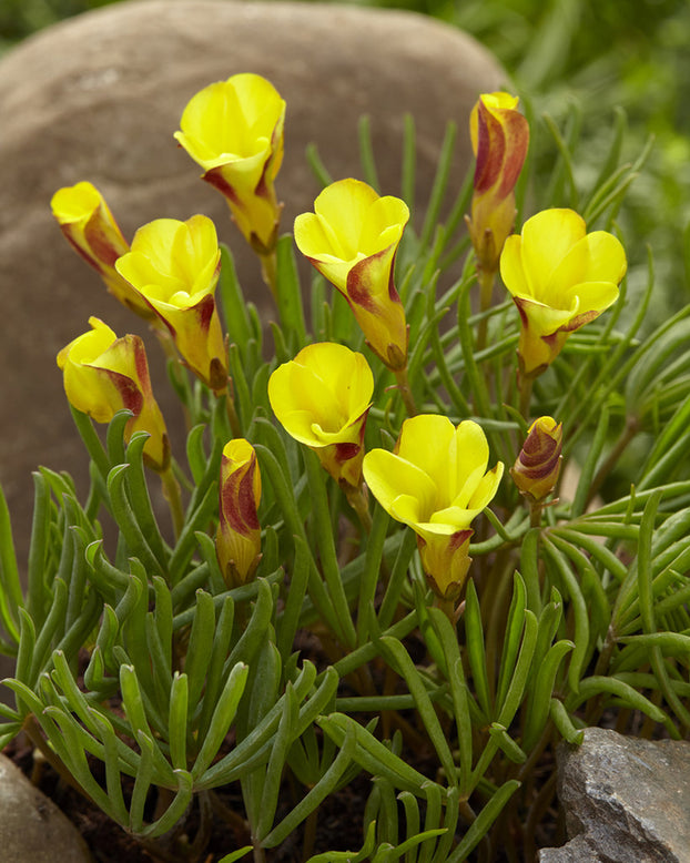 Oxalis 'Golden Cape'
